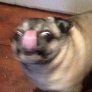 Meet your Posher, Bryce